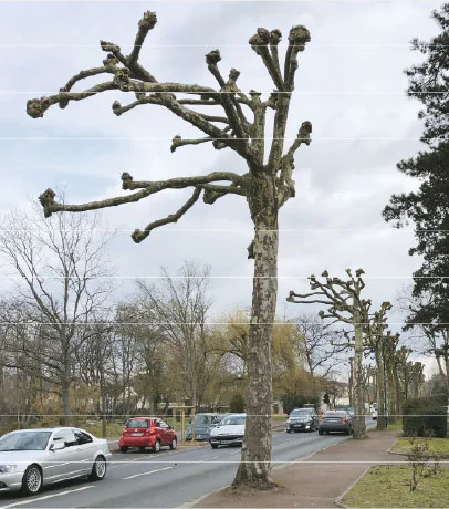 Platane conduit en taille en tête de chat