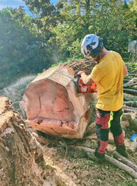Démontage contrôlé d'un arbre par un élagueur-grimpeur