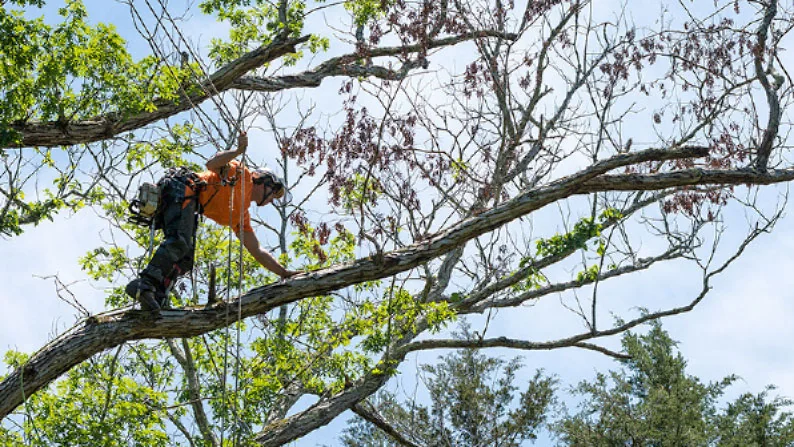 Élagueur-grimpeur Arb Audou en intervention dans la ramure d'un arbre